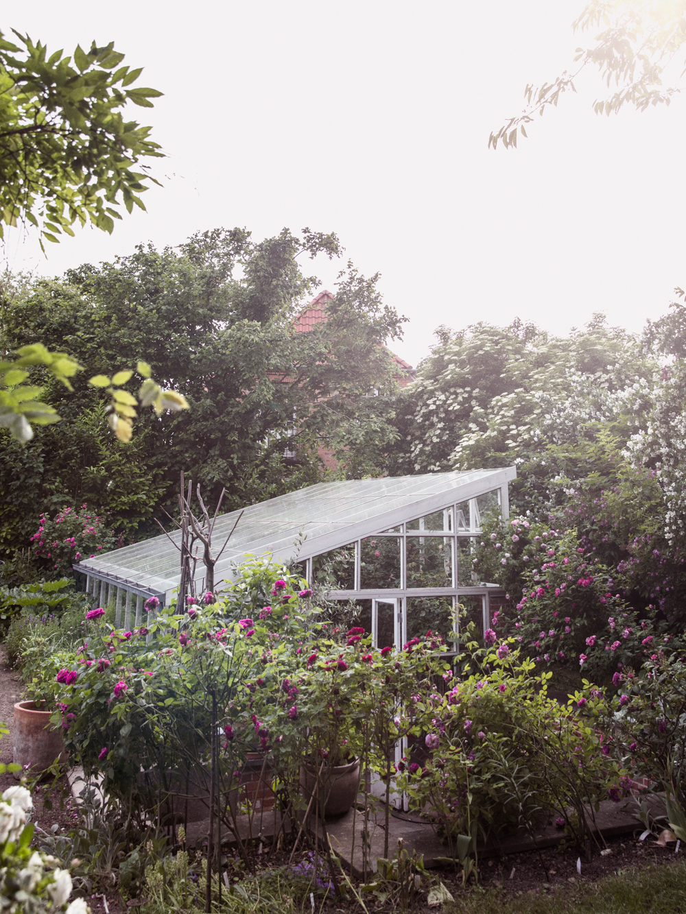 A rose garden in the city | Skandinavisk